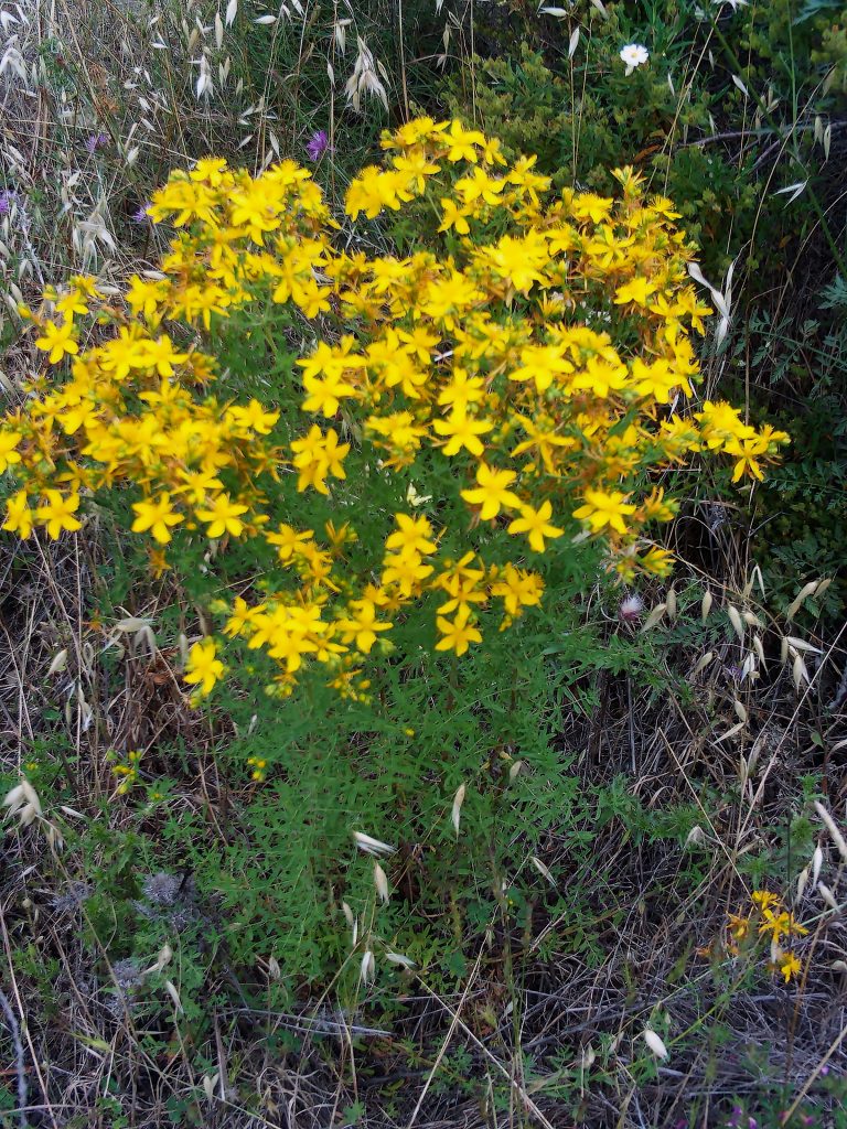 Hypericum Perforatum Habitus Dehesaboyalpuertollano